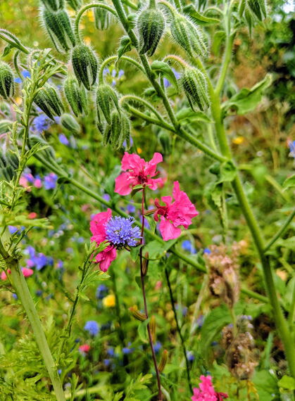 Wilde Blumen in Meißen