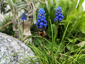 Hummel an blauer Traubenhyazinthe