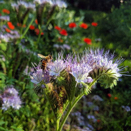 Biene auf Phacelia-Blume